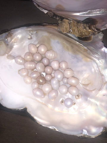 MONSTER OYSTER & 25 Cultured Freshwater Pearl Combo