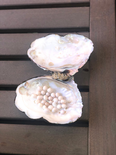 MONSTER OYSTER & 25 Cultured Freshwater Pearl Combo