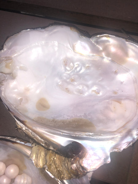 MONSTER OYSTER & 25 Cultured Freshwater Pearl Combo